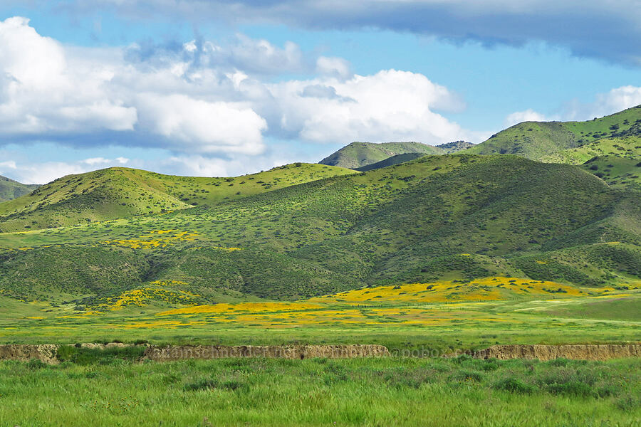 Griswold Hills [New Idria Road, San Benito County, California]