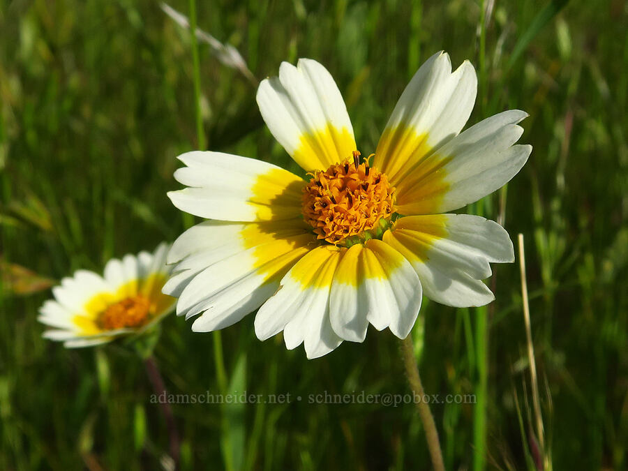 tidy-tips (Layia platyglossa) [Griswold Canyon, San Benito County, California]