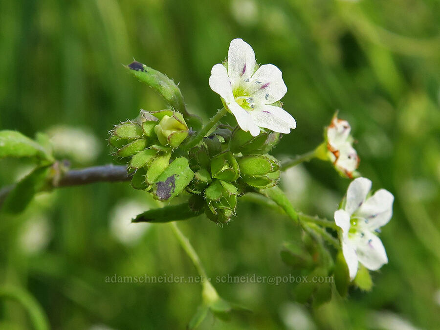 white fiesta-flower (Pholistoma membranaceum) [Griswold Canyon, San Benito County, California]