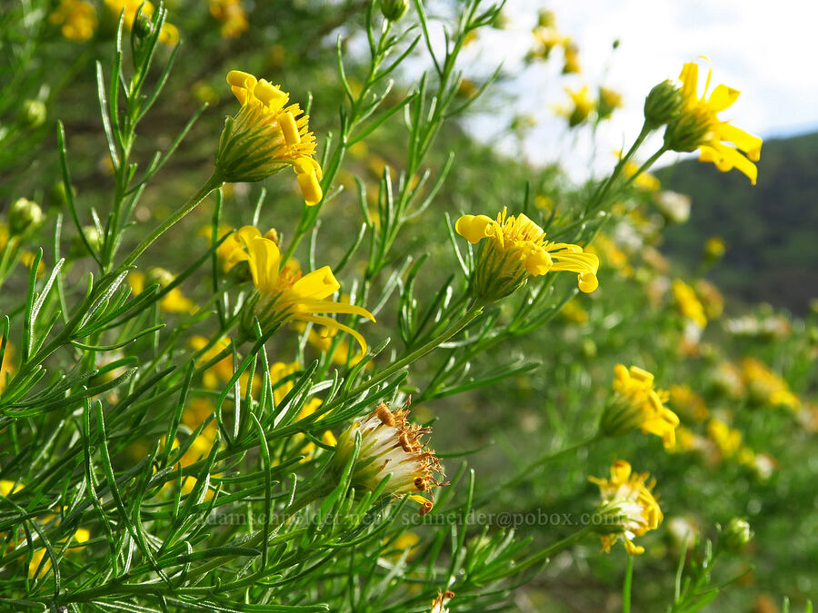 narrow-leaf goldenbush (Ericameria linearifolia (Haplopappus linearifolius)) [Griswold Canyon, San Benito County, California]