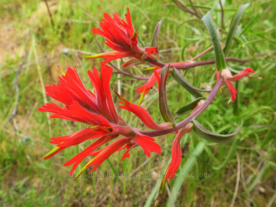 long-leaf paintbrush (Castilleja subinclusa) [Griswold Canyon, San Benito County, California]