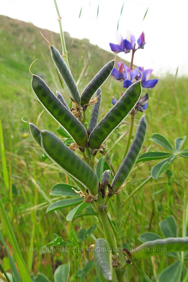 arroyo lupine pods (Lupinus succulentus) [Griswold Canyon, San Benito County, California]