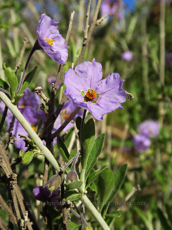 blue-witch nightshade (Solanum umbelliferum) [Griswold Canyon, San Benito County, California]