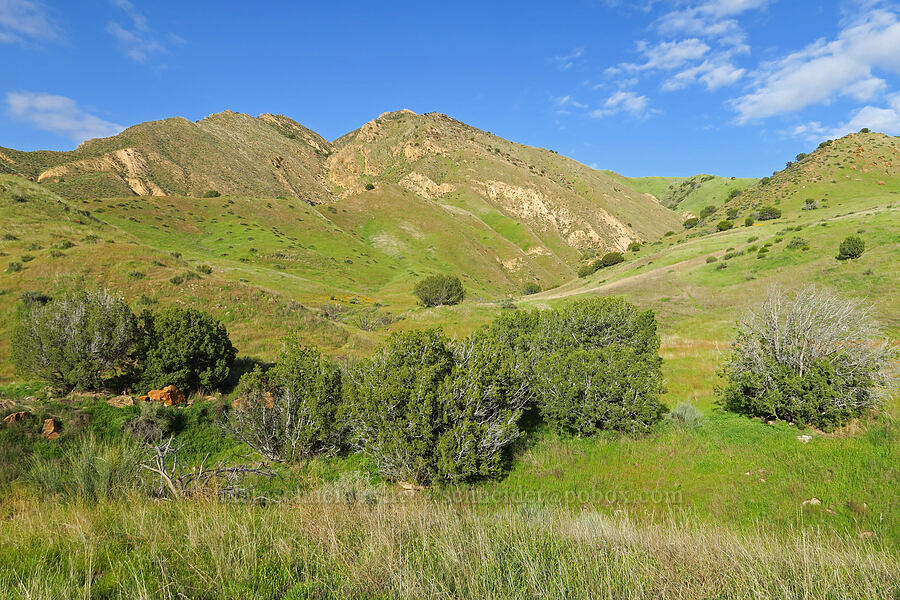 Griswold Hills [Griswold Canyon, San Benito County, California]