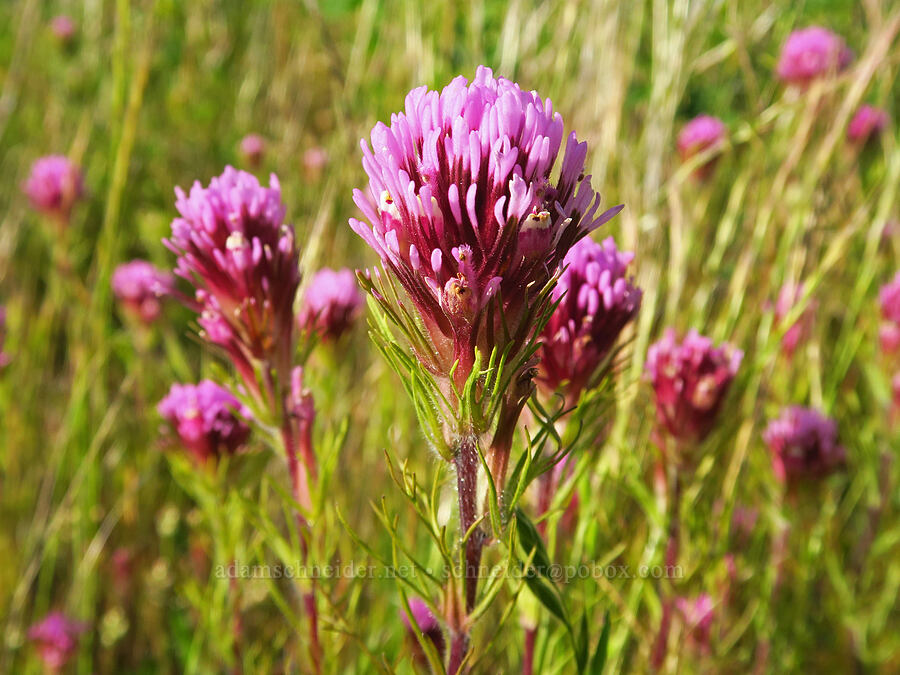 purple owl's-clover (Castilleja exserta var. exserta (Orthocarpus exsertus)) [Griswold Canyon, San Benito County, California]