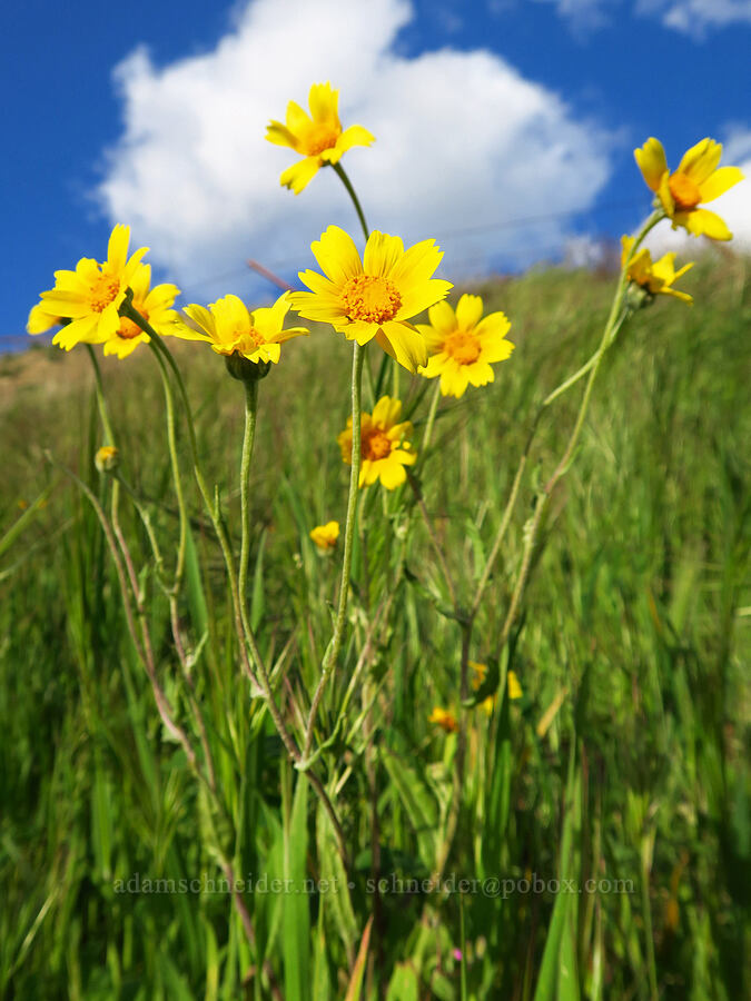 hillside daisies (Monolopia lanceolata) [Griswold Canyon, San Benito County, California]