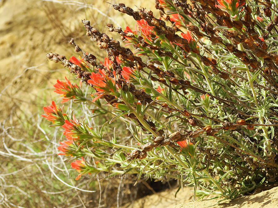 woolly paintbrush (Castilleja foliolosa) [Griswold Canyon, San Benito County, California]