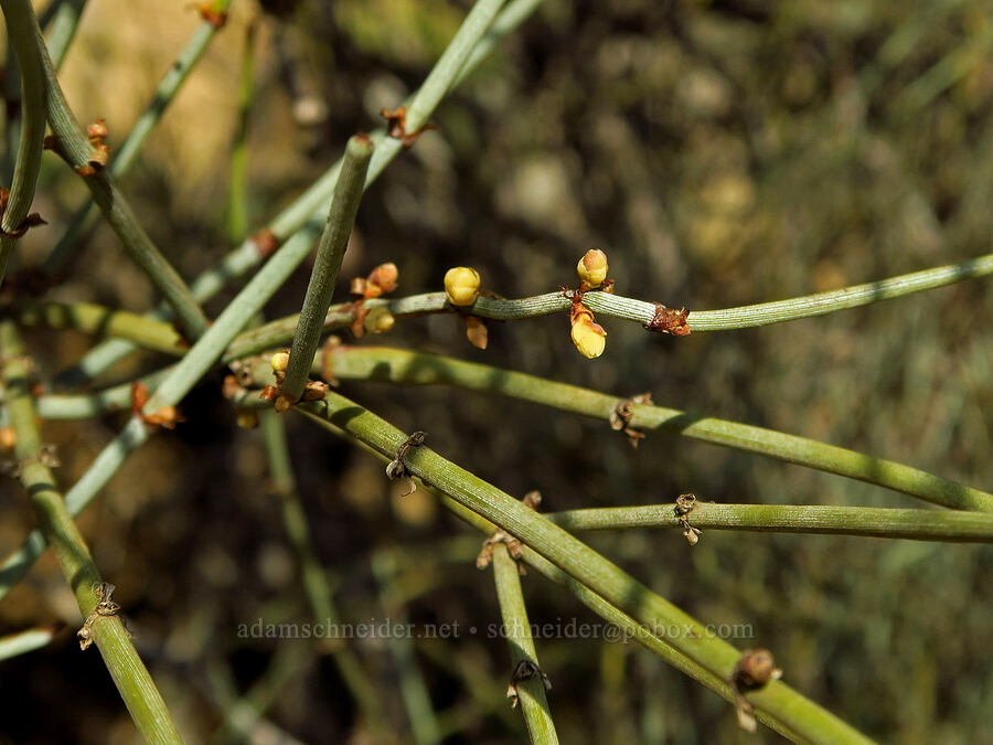 California joint-fir (Ephedra californica) [Griswold Canyon, San Benito County, California]