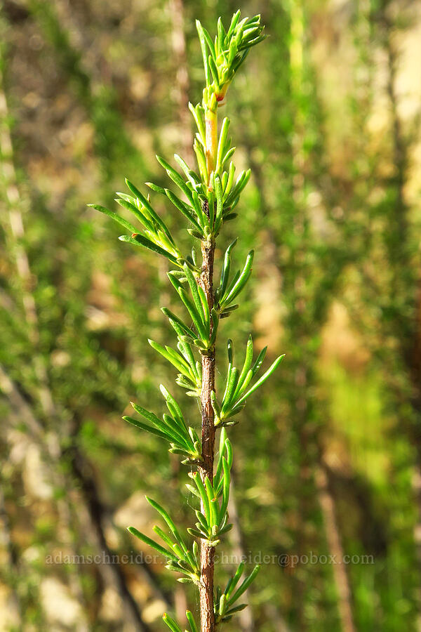 chamise (Adenostoma fasciculatum) [Griswold Canyon, San Benito County, California]