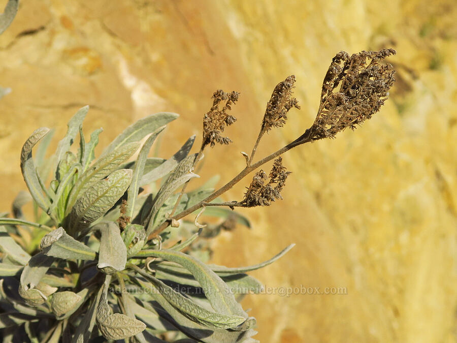 woolly yerba santa, with last year's flowers (Eriodictyon tomentosum) [Griswold Canyon, San Benito County, California]