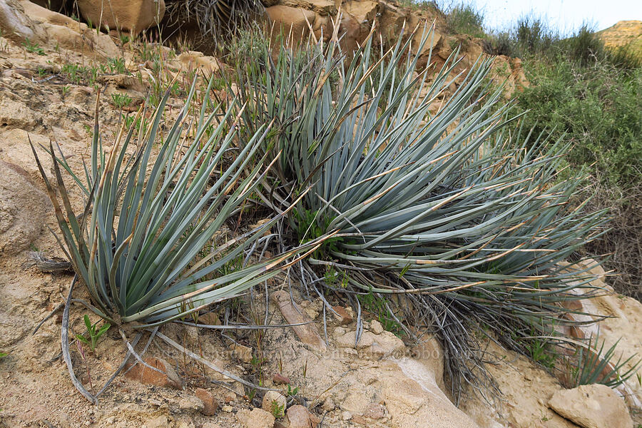 chapparal yucca (Hesperoyucca whipplei) [Griswold Canyon, San Benito County, California]