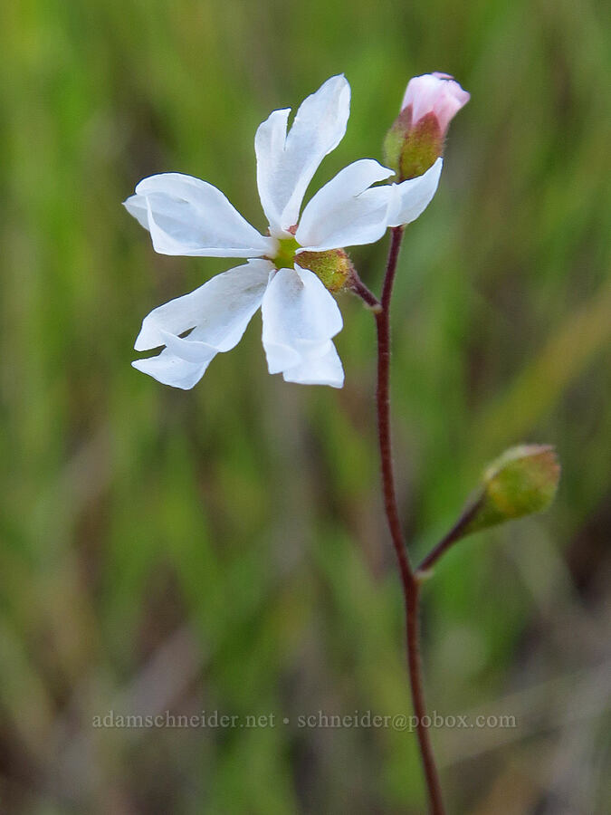 prairie/woodland star (Lithophragma sp.) [Griswold Canyon, San Benito County, California]