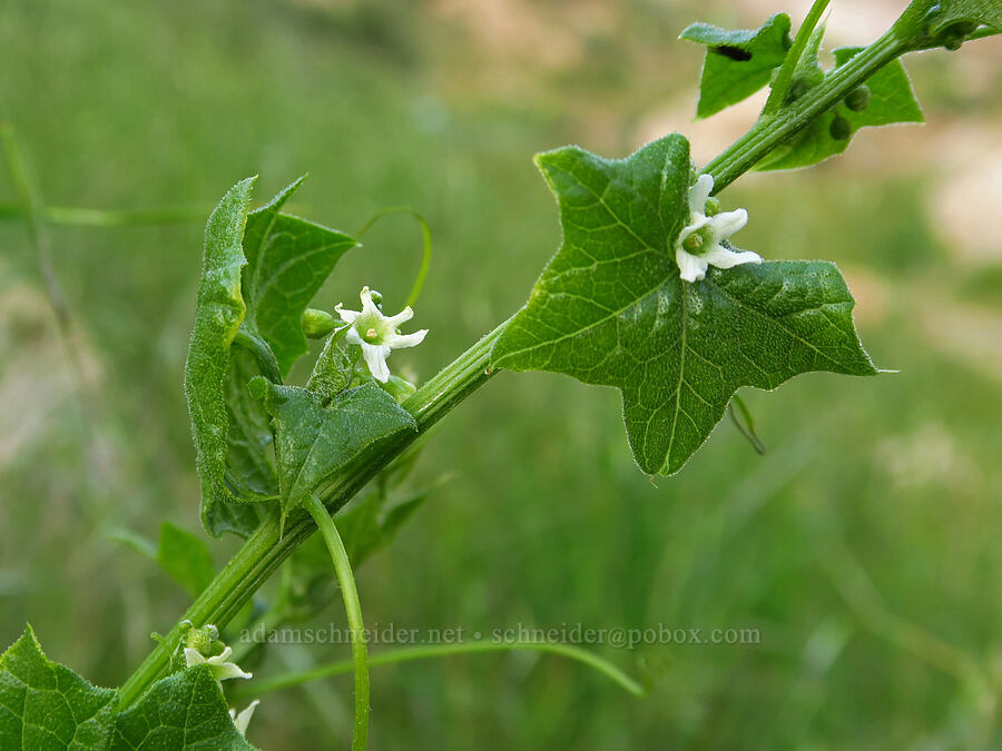 California man-root (Marah fabacea (Marah fabaceus)) [Griswold Canyon, San Benito County, California]