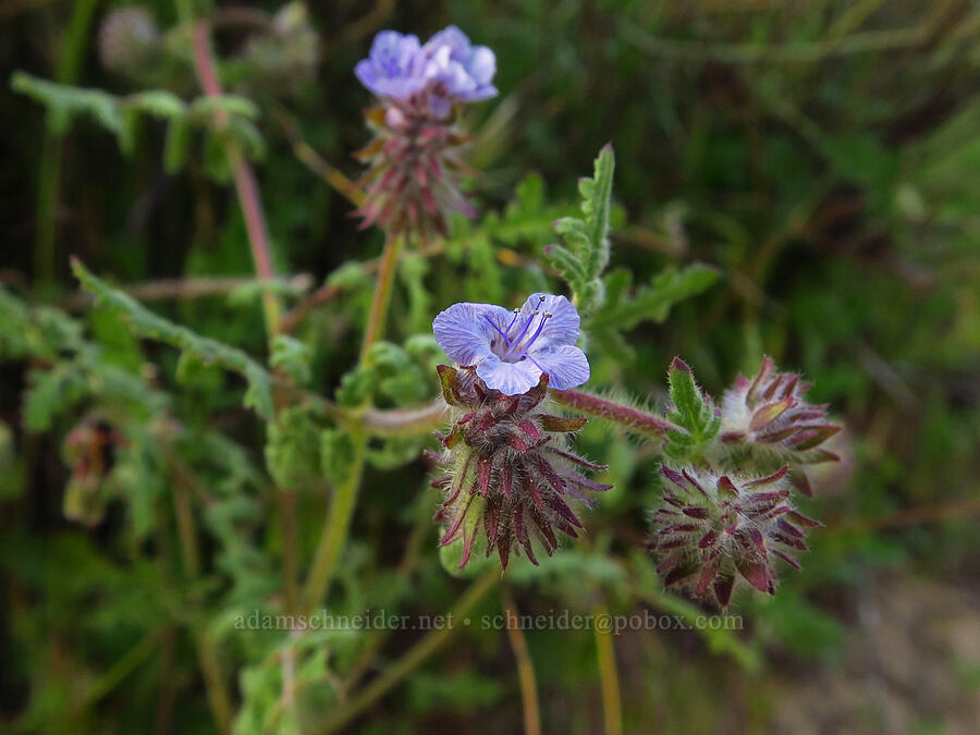 distant phacelia (Phacelia distans) [Griswold Canyon, San Benito County, California]