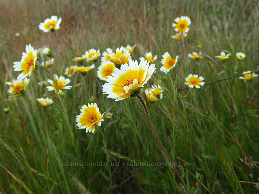 tidy-tips (Layia platyglossa) [Little Panoche Road, Fresno County, California]