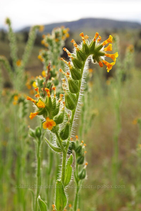 fiddleneck (Amsinckia menziesii) [Highway 218, Wasco County, Oregon]