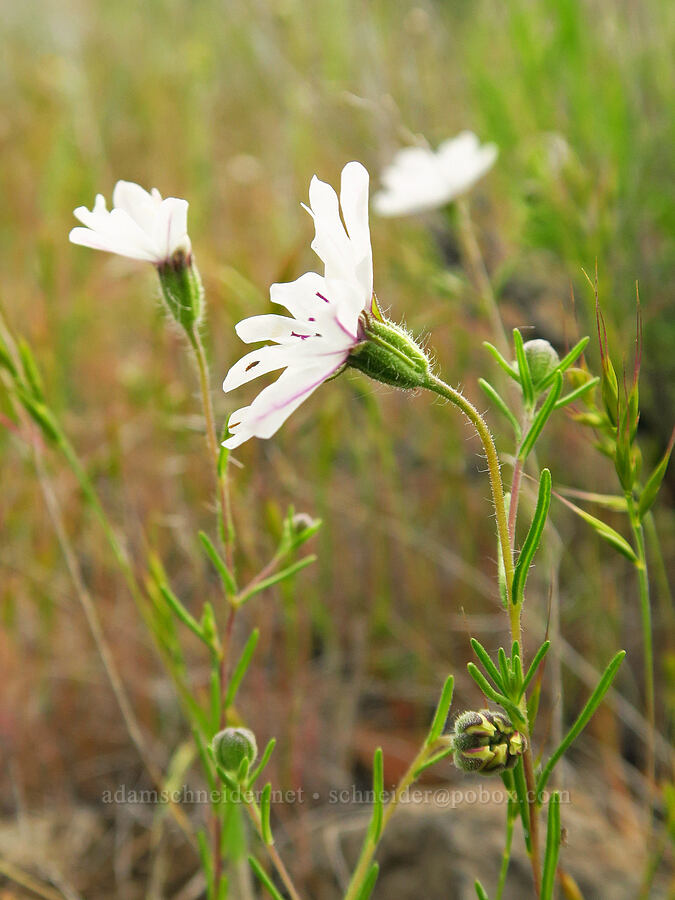 rough eyelash-weed (Blepharipappus scaber) [Highway 218, Wasco County, Oregon]