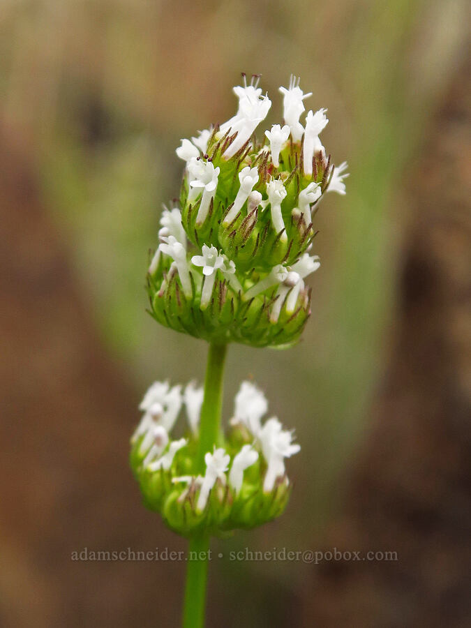 white plectritis (Plectritis macrocera) [Highway 218, Wasco County, Oregon]