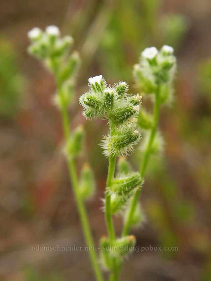 slender cryptantha (Cryptantha affinis) [Highway 218, Wasco County, Oregon]