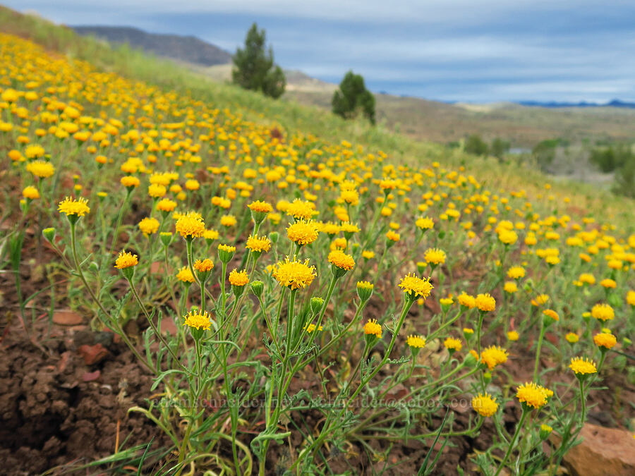 John Day pincushion (Chaenactis nevii) [near Sorefoot Creek, Wasco County, Oregon]