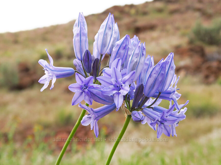 large-flowered cluster lily (Triteleia grandiflora) [near Sorefoot Creek, Wasco County, Oregon]