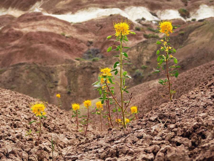 golden bee plant (Cleomella platycarpa (Peritoma platycarpa) (Cleome platycarpa)) [near Sorefoot Creek, Wasco County, Oregon]