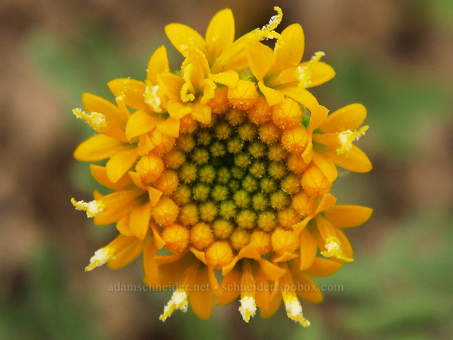 John Day pincushion close-up (Chaenactis nevii) [near Sorefoot Creek, Wasco County, Oregon]