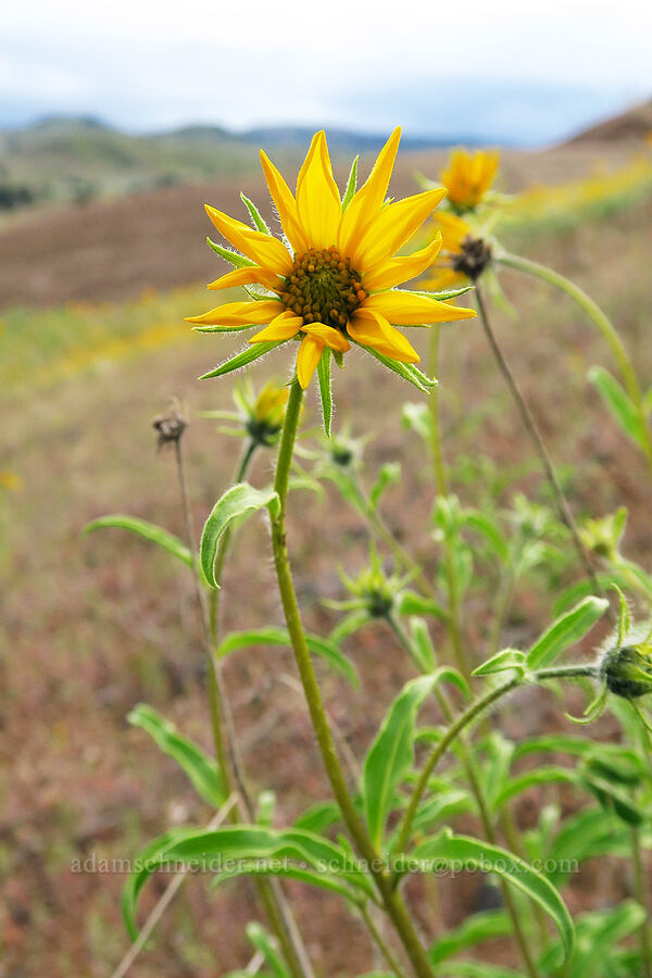 Cusick's sunflower (Helianthus cusickii) [near Sorefoot Creek, Wasco County, Oregon]