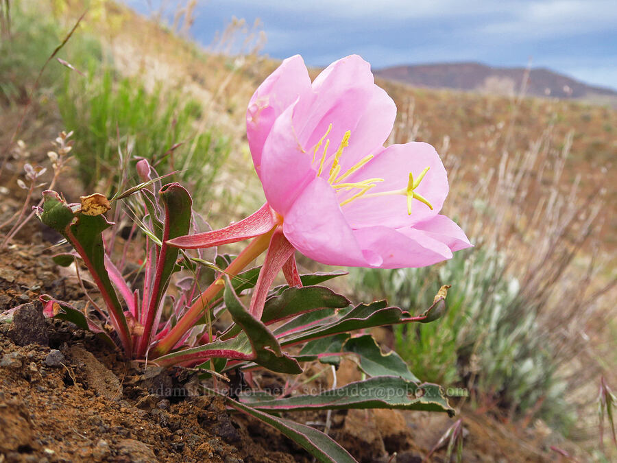 tufted evening-primrose, faded to pink (Oenothera caespitosa (Oenothera cespitosa)) [near Sorefoot Creek, Wasco County, Oregon]