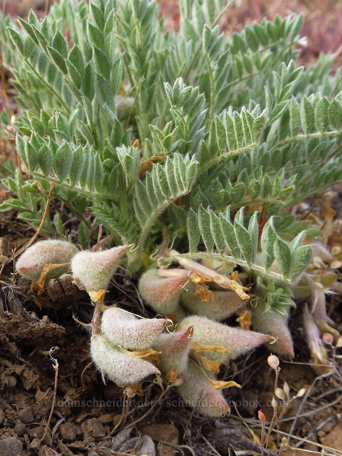 woolly-pod milk-vetch pods (Astragalus purshii) [near Sorefoot Creek, Wasco County, Oregon]