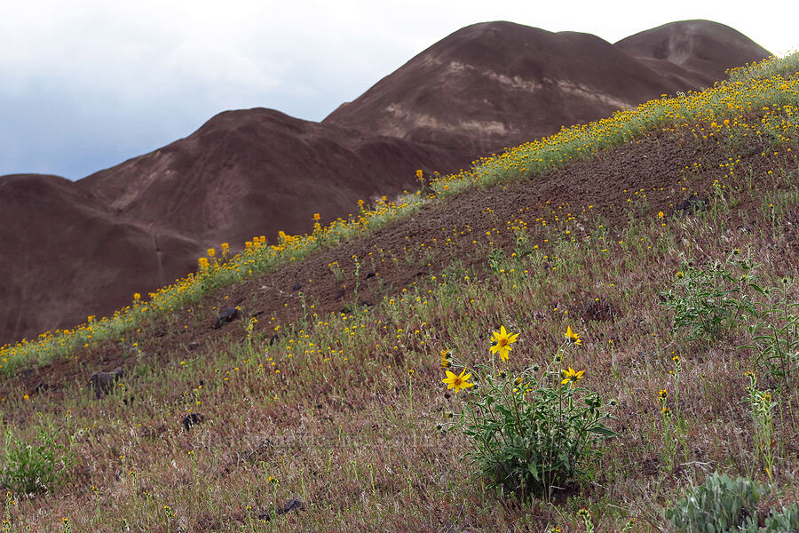 wildflowers & claystone hills [near Sorefoot Creek, Wasco County, Oregon]