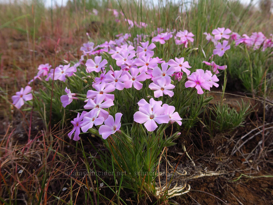 long-leaf phlox (Phlox longifolia) [near Sorefoot Creek, Wasco County, Oregon]