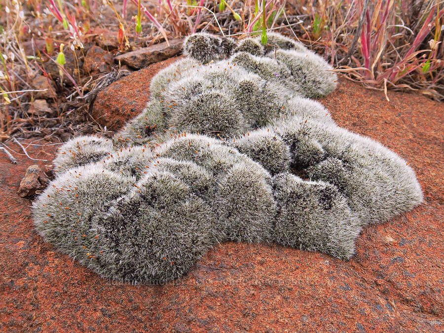 Grimmia moss (Grimmia sp.) [near Sorefoot Creek, Wasco County, Oregon]