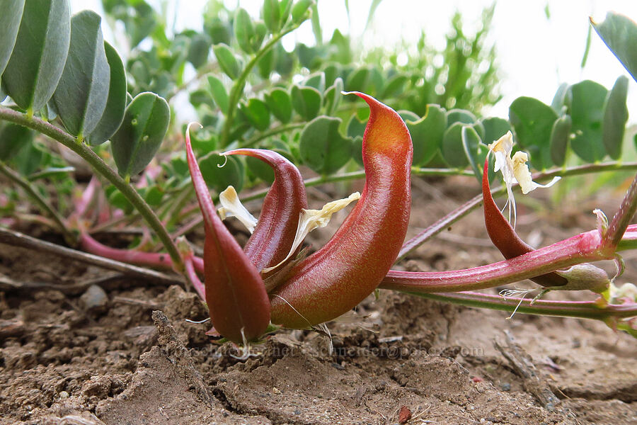 broad-leaf milk-vetch pods (Astragalus lentiginosus var. chartaceus (Astragalus lentiginosus var. platyphyllidius)) [near Sorefoot Creek, Wasco County, Oregon]