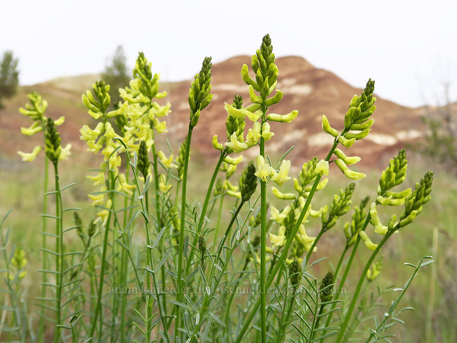 thread-stalk milk-vetch (Astragalus filipes) [near Sorefoot Creek, Wasco County, Oregon]