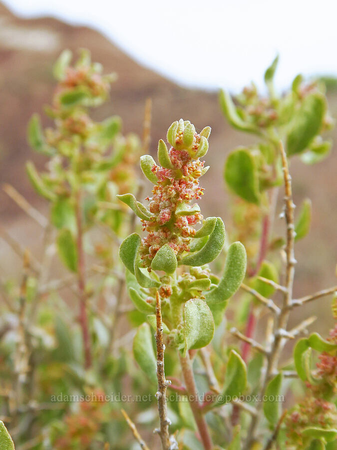 shad-scale salt-bush (Atriplex confertifolia) [near Sorefoot Creek, Wasco County, Oregon]