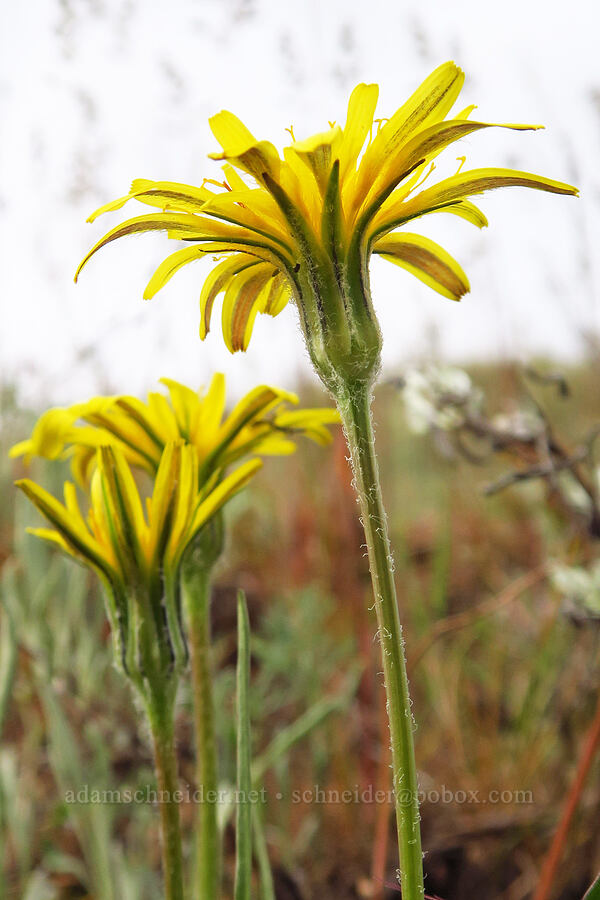 false agoseris (sagebrush dandelion) (Nothocalais troximoides (Microseris troximoides)) [near Sorefoot Creek, Wasco County, Oregon]