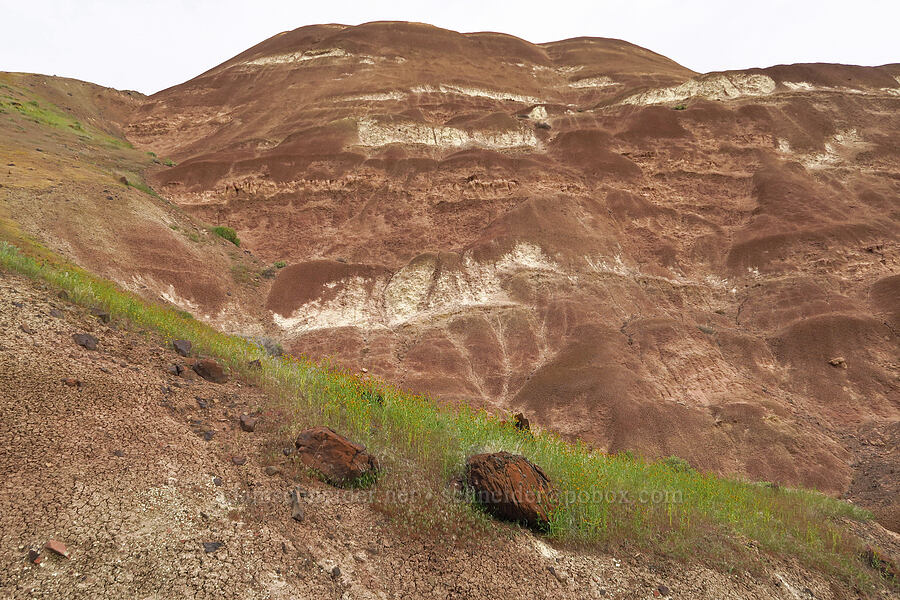 claystone hills [near Sorefoot Creek, Wasco County, Oregon]