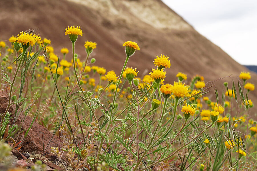 John Day pincushion (Chaenactis nevii) [near Sorefoot Creek, Wasco County, Oregon]