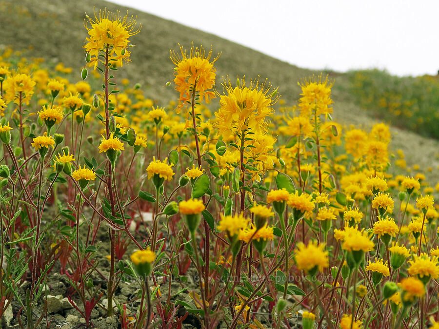 golden bee plant & John Day pincushion (Cleomella platycarpa (Peritoma platycarpa) (Cleome platycarpa), Chaenactis nevii) [near Sorefoot Creek, Wasco County, Oregon]