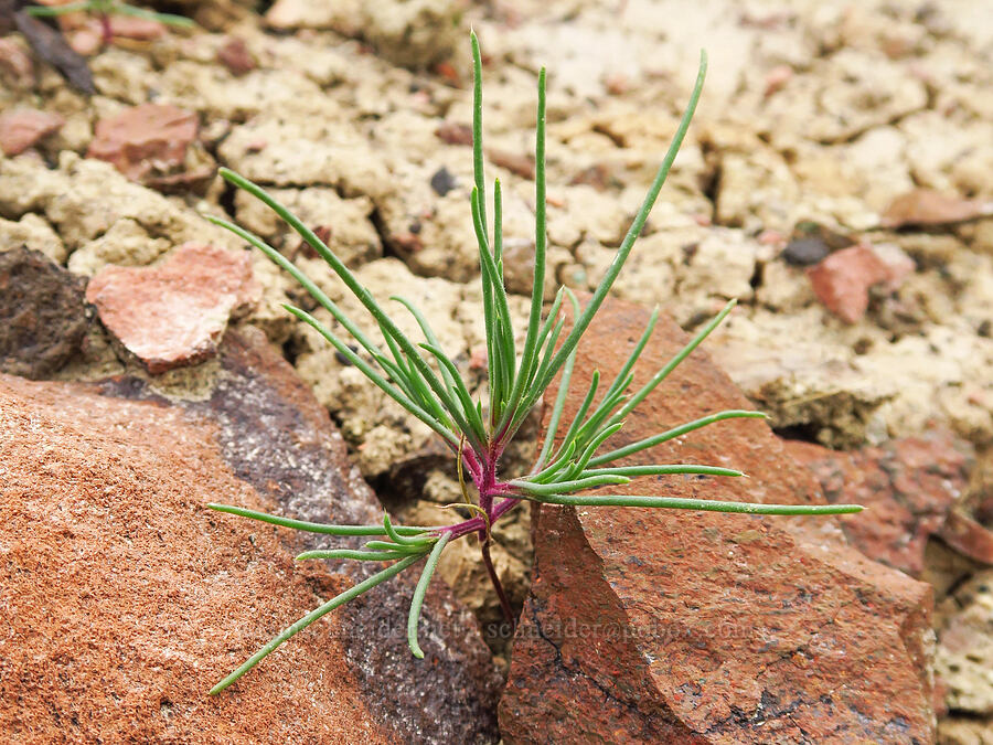 baby tumbleweed (Salsola tragus (Kali tragus)) [near Sorefoot Creek, Wasco County, Oregon]