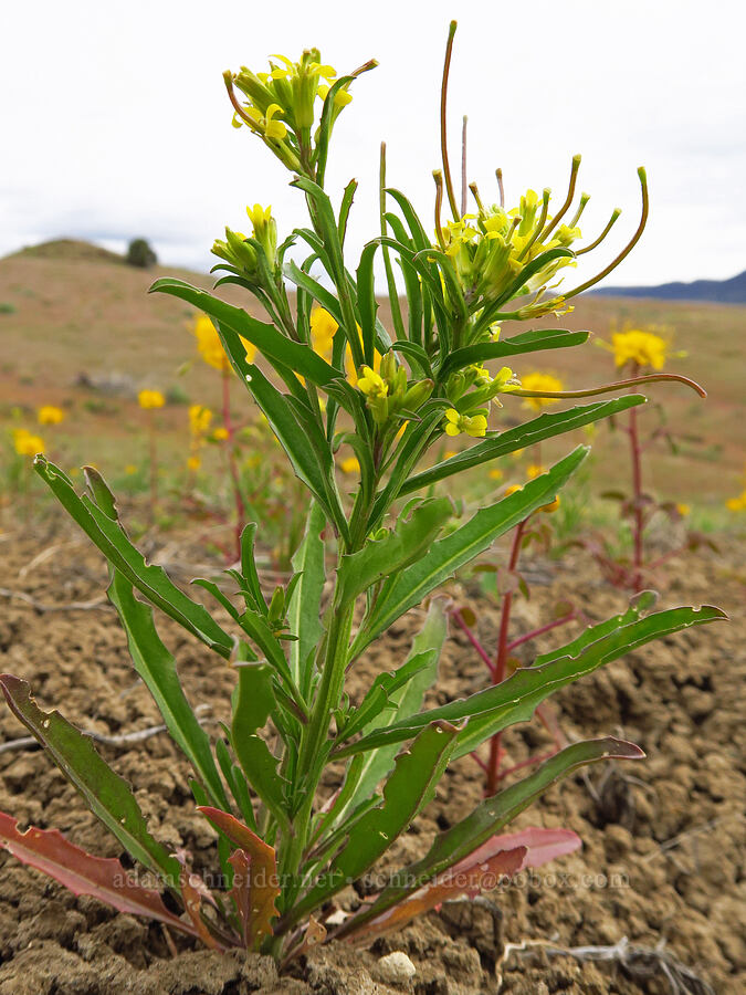 spreading wallflower (Erysimum repandum) [near Sorefoot Creek, Wasco County, Oregon]