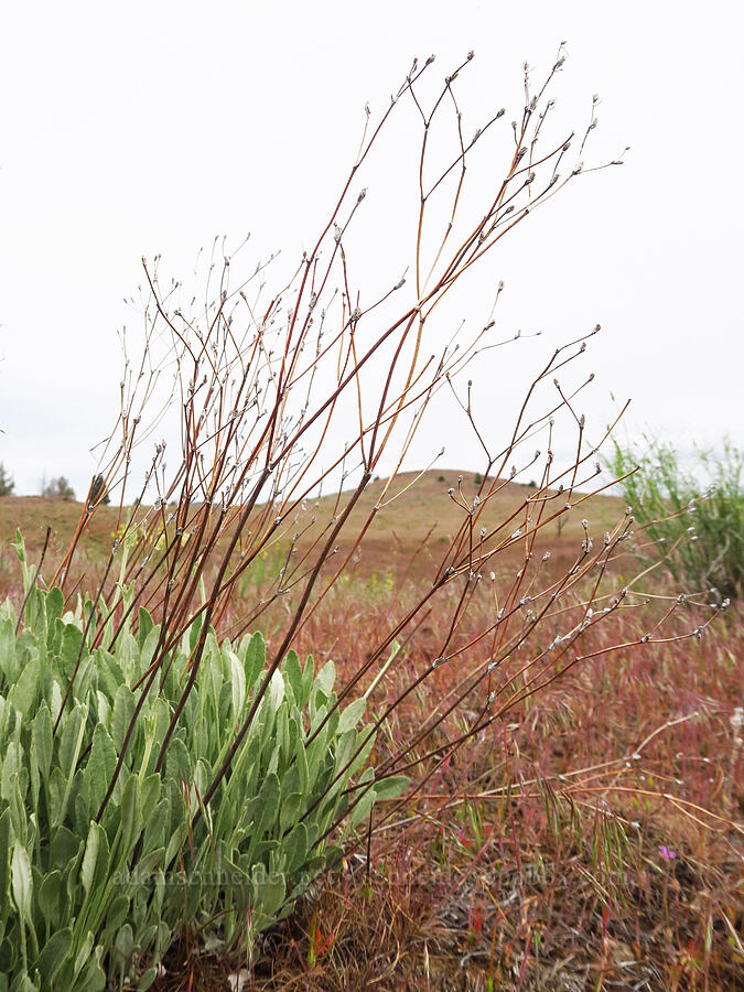 proliferous buckwheat with last year's flower stalks (Eriogonum strictum var. proliferum) [near Sorefoot Creek, Wasco County, Oregon]