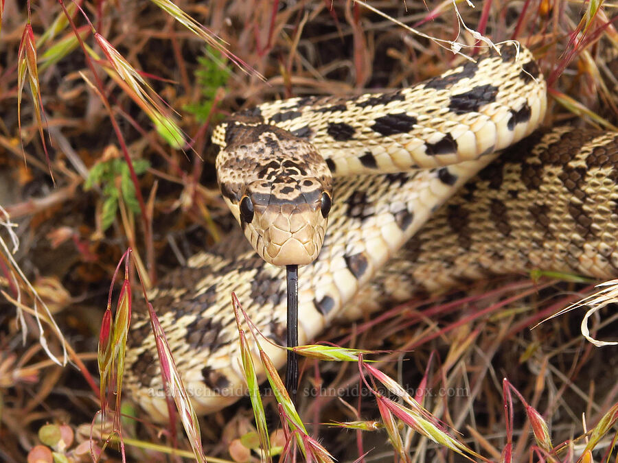 gopher snake (Pituophis catenifer deserticola) [near Sorefoot Creek, Wasco County, Oregon]