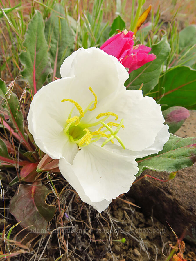 tufted evening-primrose (Oenothera caespitosa (Oenothera cespitosa)) [near Sorefoot Creek, Wasco County, Oregon]