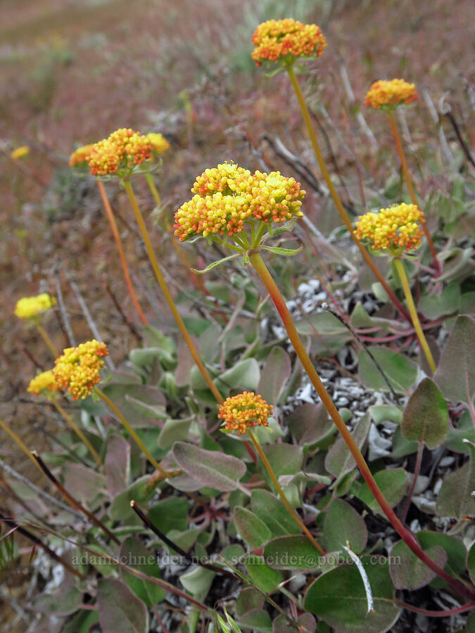 heart-leaf buckwheat (Eriogonum compositum) [near Sorefoot Creek, Wasco County, Oregon]