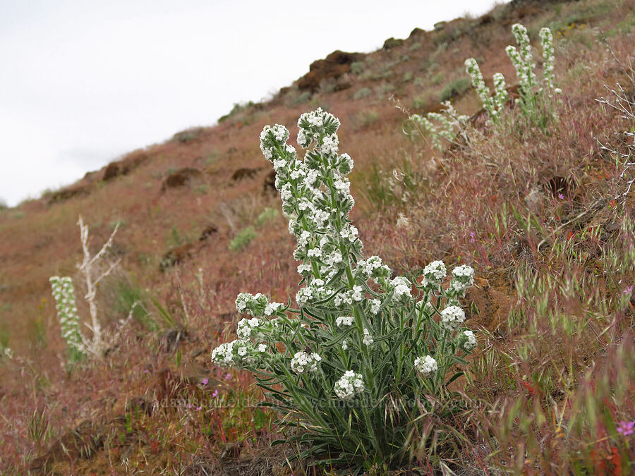 cock's-comb cryptantha (Oreocarya glomerata (Cryptantha celosioides)) [near Sorefoot Creek, Wasco County, Oregon]