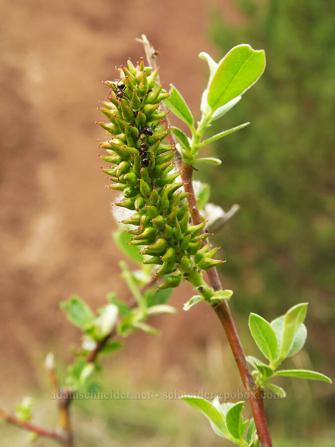 willow (which?) (Salix sp.) [near Sorefoot Creek, Wasco County, Oregon]