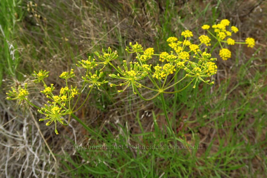 nine-leaf desert parsley (Lomatium triternatum var. triternatum) [near Sorefoot Creek, Wasco County, Oregon]