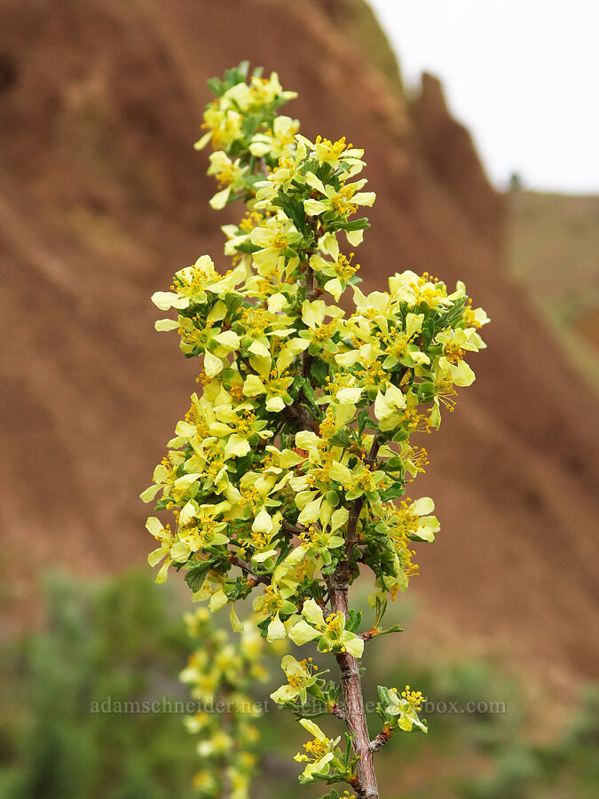 antelope bitter-brush (Purshia tridentata) [near Sorefoot Creek, Wasco County, Oregon]